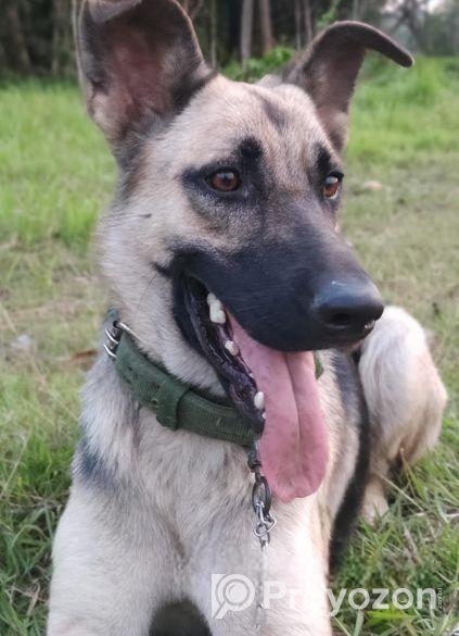 জার্মান শেফার্ড ফিমেল।