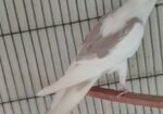 Wf male lutino pearl female