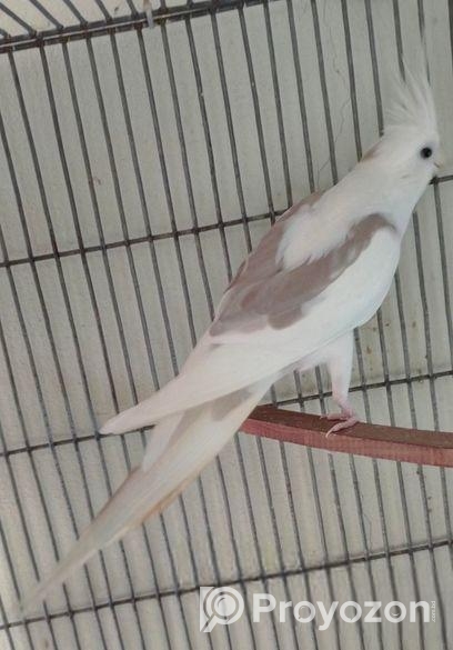 Wf male lutino pearl female