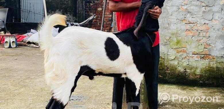 অরিজিনাল জিবলা তোতাপুরি পাঠা