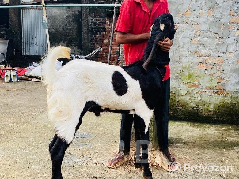 অরিজিনাল জিবলা তোতাপুরি পাঠা