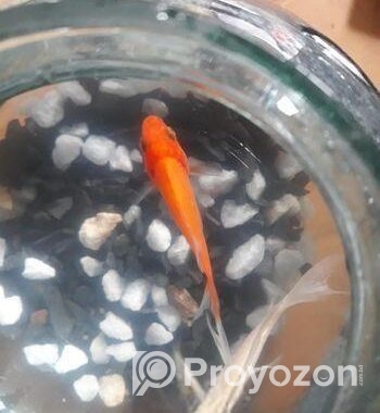 Gold fish
