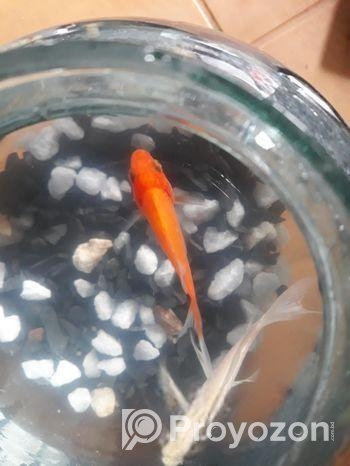 Gold fish
