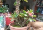 Indoor Plant’s