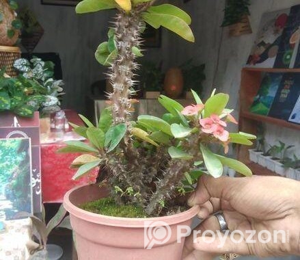 Indoor Plant’s