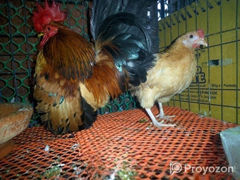 শে রুমা ১জুরা রানিং ডিম পারতাছে