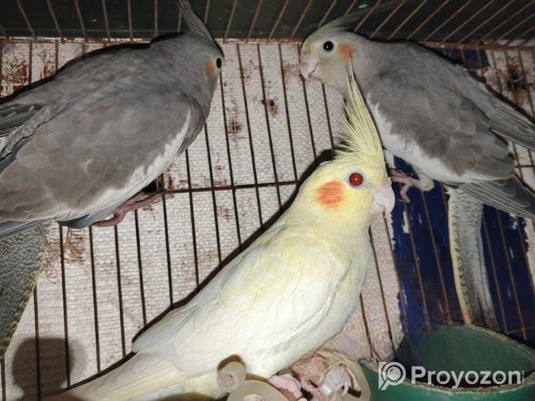 কোকাটেল পাখি