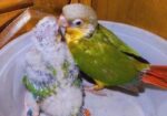Painapel Conure Baby Tame Size