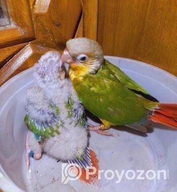 Painapel Conure Baby Tame Size
