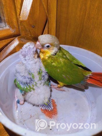 Painapel Conure Baby Tame Size