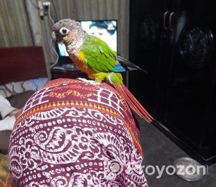 পাইনএপেল কুনুর পাখি .