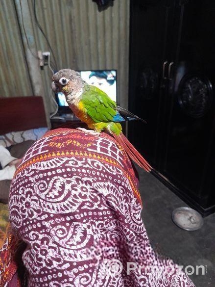 পাইনএপেল কুনুর পাখি .