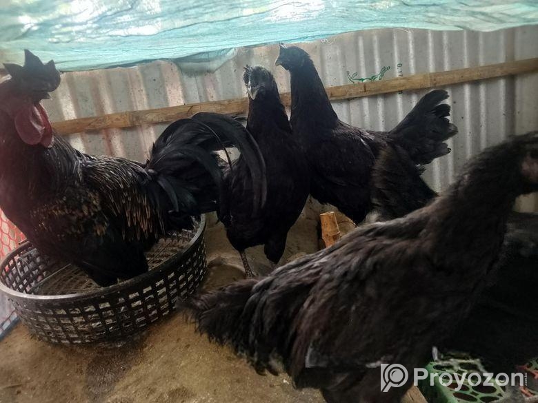 ডিম পাড়া রানিং কাদাখনাথ/কড়কনাথ মুরগি ও বিক্রি কর