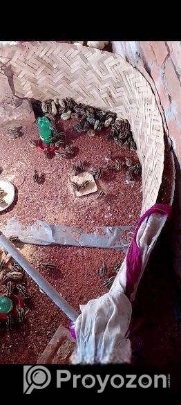 কোয়েল পাখি