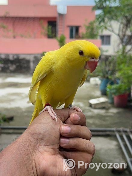 Yellow Ringneck Full Tame