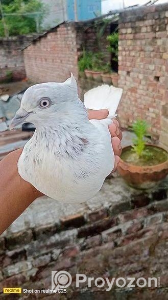 খেলদার কবুতর নর