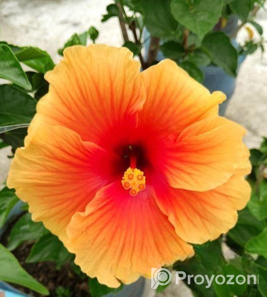 জবা ফুল গাছ sell