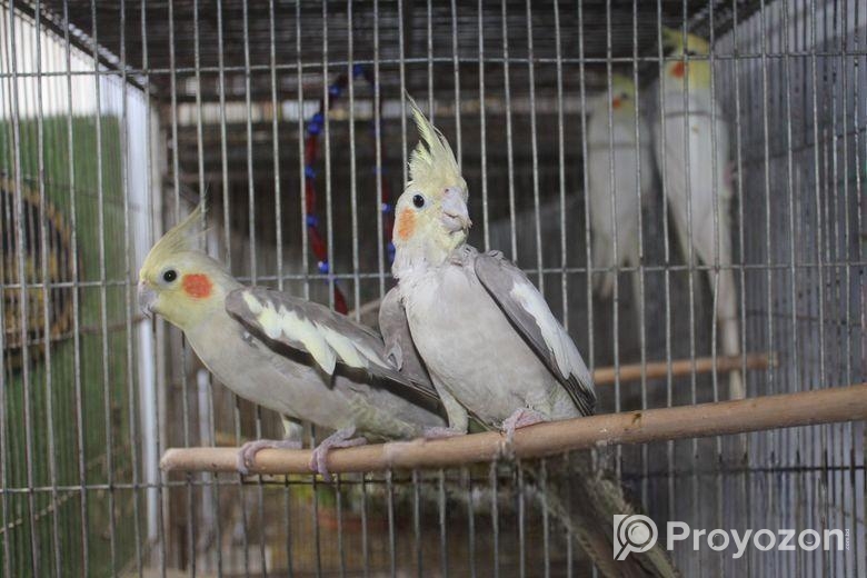 ফন ককাটেইল পেয়ার