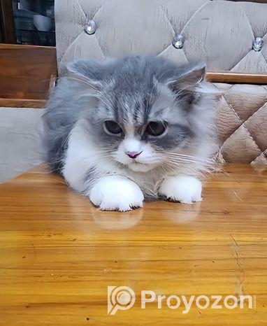 পিউড় পারসিয়ান লং ত্রিপল কোট মেল ফিমেল