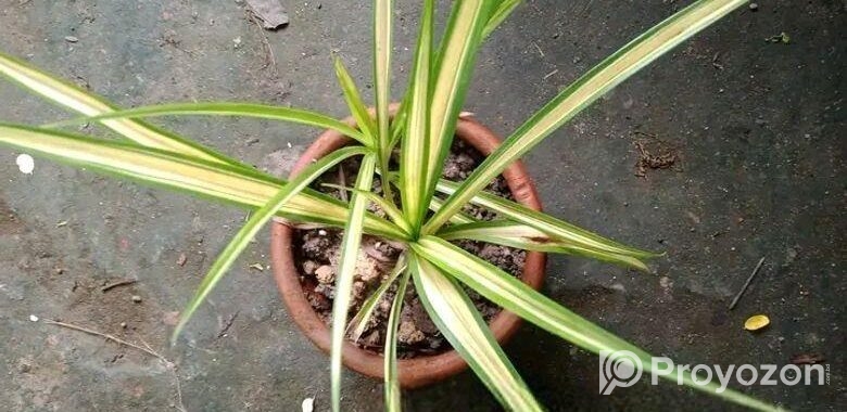 পট সহ ভেরিগেটেড লিলি