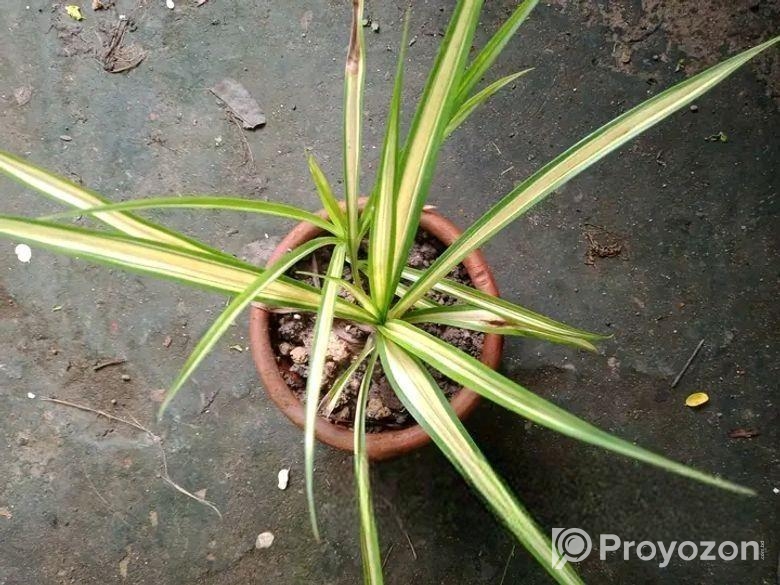 পট সহ ভেরিগেটেড লিলি