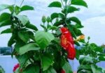 জবা ফুল গাছ sell