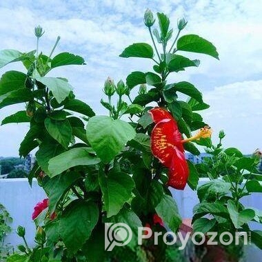 জবা ফুল গাছ sell