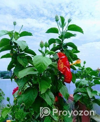 জবা ফুল গাছ sell