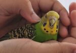 Tamed Budgie’s