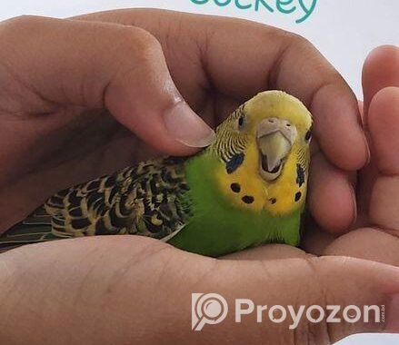 Tamed Budgie’s