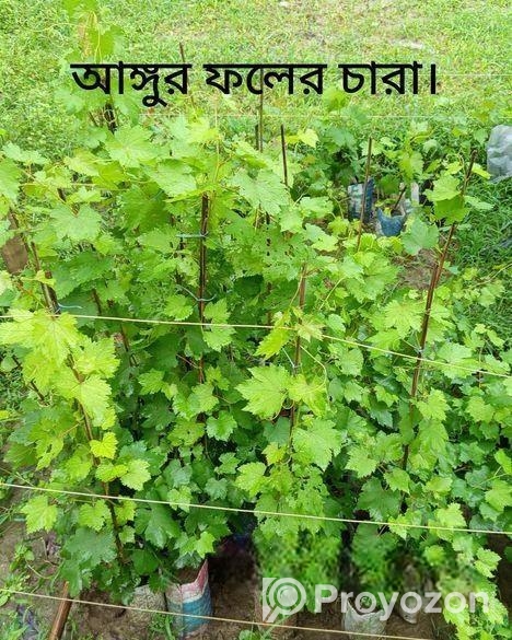 আঙ্গুর ফলের গাছ