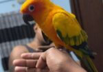 Super Tame Sun Conure