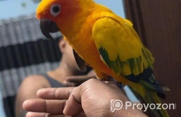 Super Tame Sun Conure