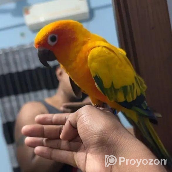 Super Tame Sun Conure