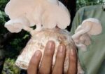 মাশরুম Mushroom