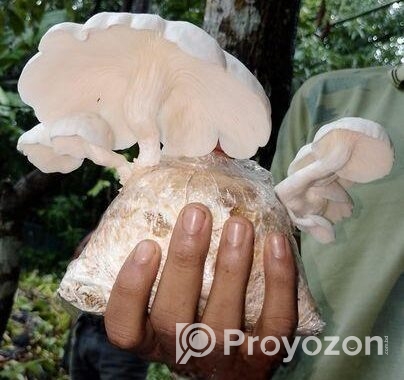 মাশরুম Mushroom
