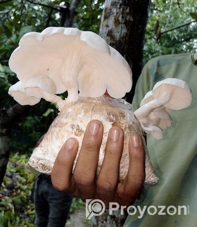 মাশরুম Mushroom
