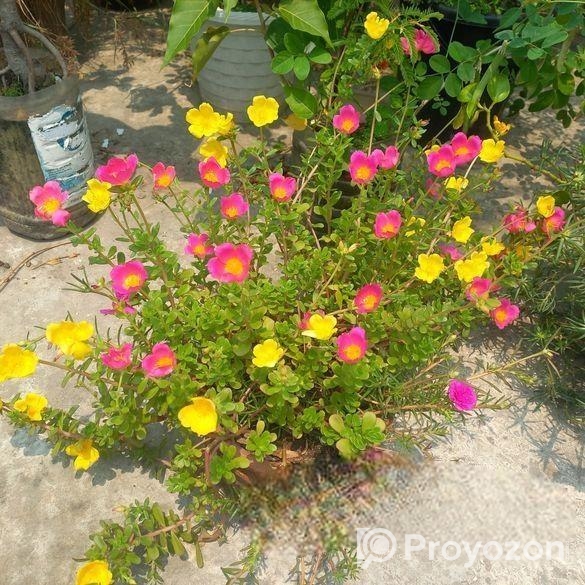 পর্তুলিকা, কয়েন প্ল্যান্ট ইত্যাদি