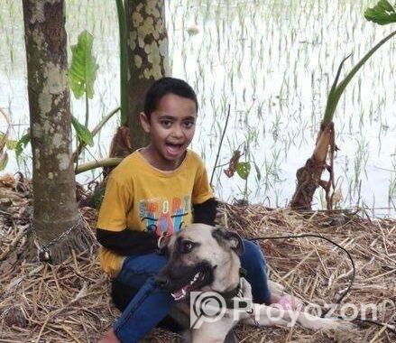 জার্মান শেফার্ড ফিমেল।