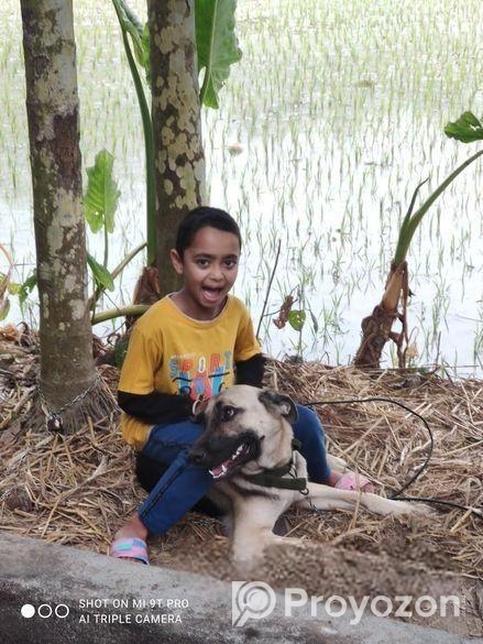 জার্মান শেফার্ড ফিমেল।