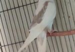 Wf male lutino pearl female