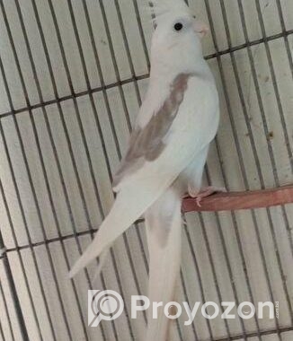 Wf male lutino pearl female