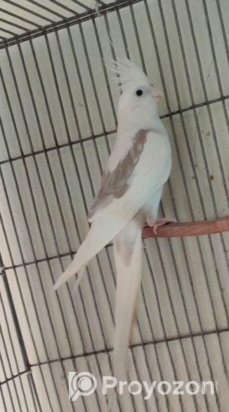 Wf male lutino pearl female