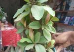 Indoor Plant’s