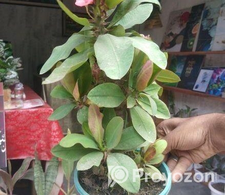Indoor Plant’s