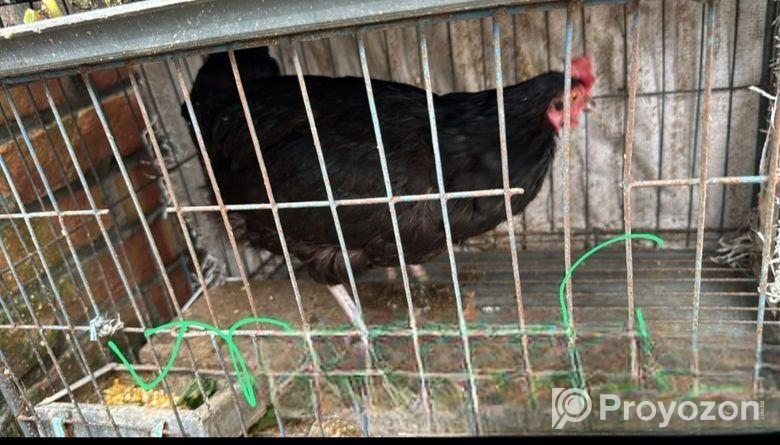 রানিং ডিম পাড়া কিছু মুরগি বিক্রি হবে।