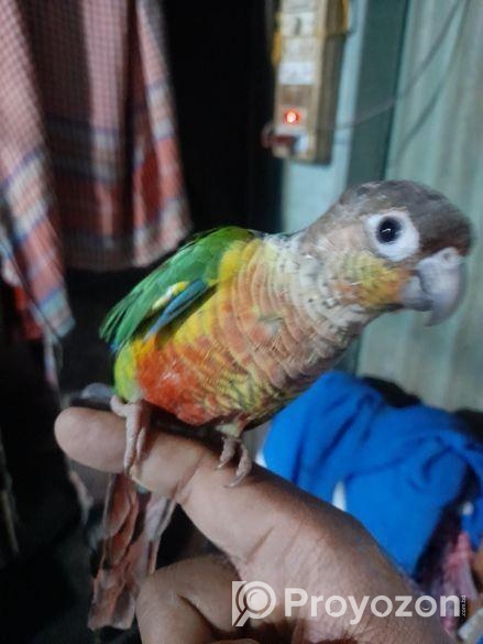 পাইনএপেল কুনুর পাখি .