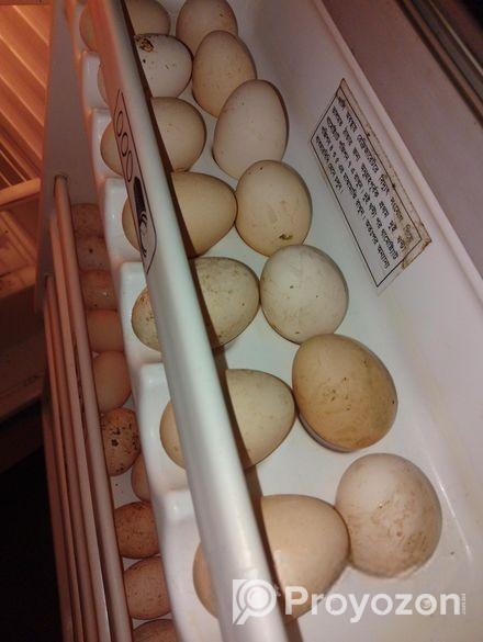 ডিম পাড়া রানিং কাদাখনাথ/কড়কনাথ মুরগি ও বিক্রি কর