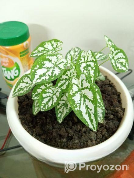 খুব সুন্দর গাছ