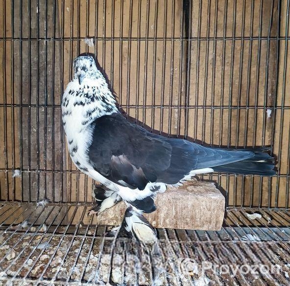 নর কবুতর